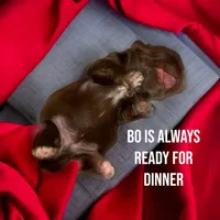 Bo, a male Shih Tzu for sale in Lavaca, AR – Photo 10 of 10