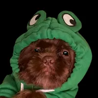 Bo, a male Shih Tzu for sale in Lavaca, AR – Photo 2 of 10