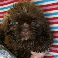 Bo, a male Shih Tzu for sale in Lavaca, AR – Photo 4 of 10