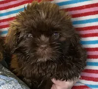 Bo, a male Shih Tzu for sale in Lavaca, AR – Photo 4 of 10