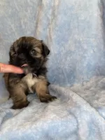 Sophie, a female Shih Tzu for sale in Lavaca, AR – Photo 5 of 6