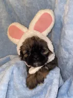 Sophie, a female Shih Tzu for sale in Lavaca, AR – Photo 1 of 6