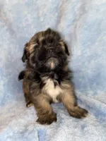 Sophie, a female Shih Tzu for sale in Lavaca, AR – Photo 2 of 6