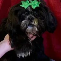 Branch, a male Shih Tzu for sale in Lavaca, AR – Photo 2 of 8