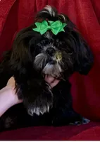 Branch, a male Shih Tzu for sale in Lavaca, AR – Photo 2 of 8