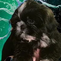 Branch, a male Shih Tzu for sale in Lavaca, AR – Photo 7 of 8