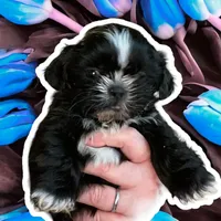 Branch, a male Shih Tzu for sale in Lavaca, AR – Photo 5 of 8