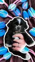 Branch, a male Shih Tzu for sale in Lavaca, AR – Photo 5 of 8