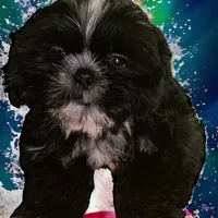 Branch, a male Shih Tzu for sale in Lavaca, AR – Photo 6 of 8