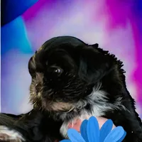 Branch, a male Shih Tzu for sale in Lavaca, AR – Photo 4 of 8