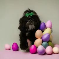 Branch, a male Shih Tzu for sale in Lavaca, AR – Photo 1 of 8