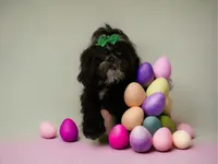 Branch, a male Shih Tzu for sale in Lavaca, AR – Photo 1 of 8