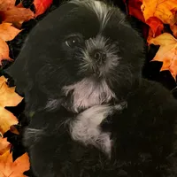 Branch, a male Shih Tzu for sale in Lavaca, AR – Photo 3 of 8