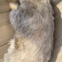 Mo, a male Shih Tzu for sale in Lavaca, AR – Photo 2 of 6