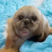 Mo, a male Shih Tzu for sale in Lavaca, AR – Photo 3 of 6