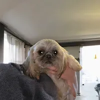 Mo, a male Shih Tzu for sale in Lavaca, AR – Photo 6 of 6