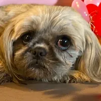 Mo, a male Shih Tzu for sale in Lavaca, AR – Photo 4 of 6