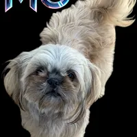 Mo, a male Shih Tzu for sale in Lavaca, AR – Photo 1 of 6