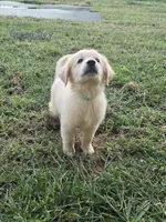 Green, a male Golden Retriever for sale in Vincennes, IN – Photo 2 of 2