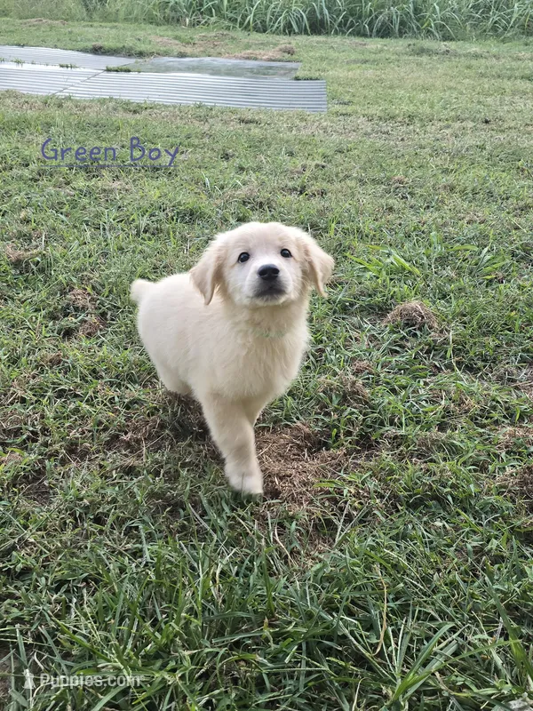Green – Golden Retriever puppy for sale in Vincennes, IN