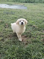 Green, a male Golden Retriever for sale in Vincennes, IN – Photo 1 of 2