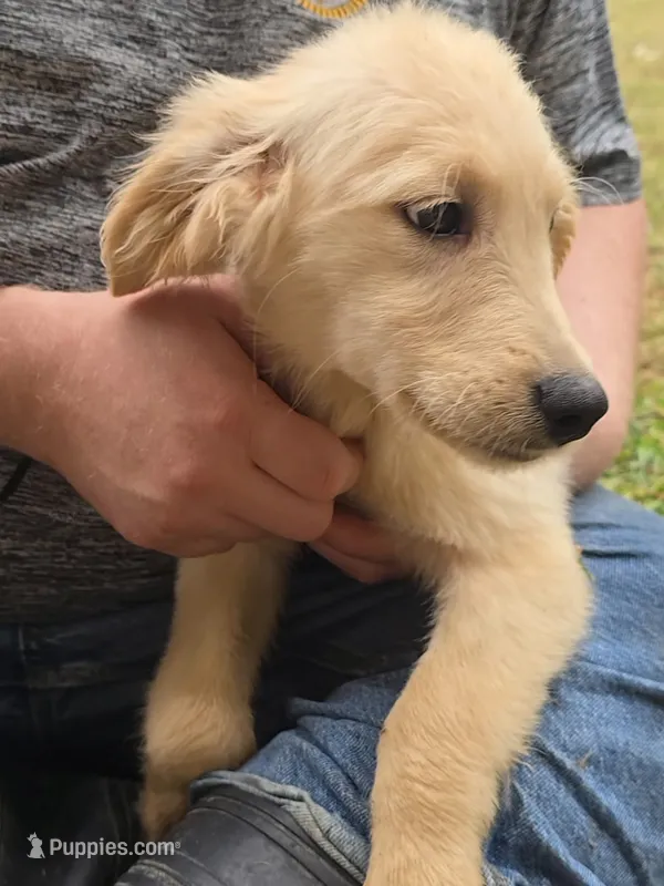 Mavis  – Golden Retriever puppy for sale in Vincennes, IN