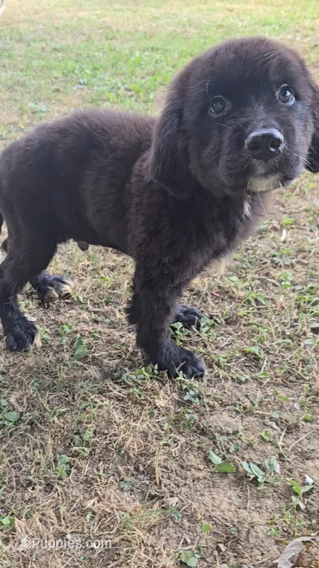 Red – Newfoundland, Golden Retriever puppy for sale in Vincennes, IN