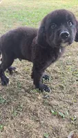 Red, a male Newfoundland and Golden Retriever for sale in Vincennes, IN – 1 of 1