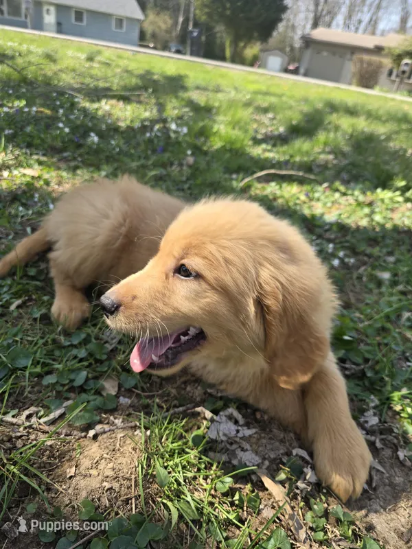 Green – Golden Retriever puppy for sale in Vincennes, IN