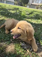 Green, a male Golden Retriever for sale in Vincennes, IN – 1 of 1