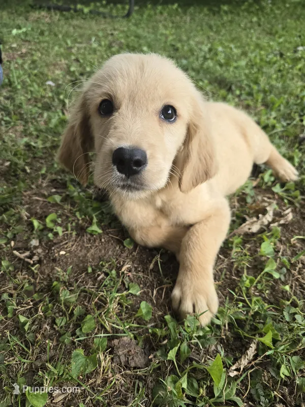 Copper – Golden Retriever puppy for sale in Vincennes, IN