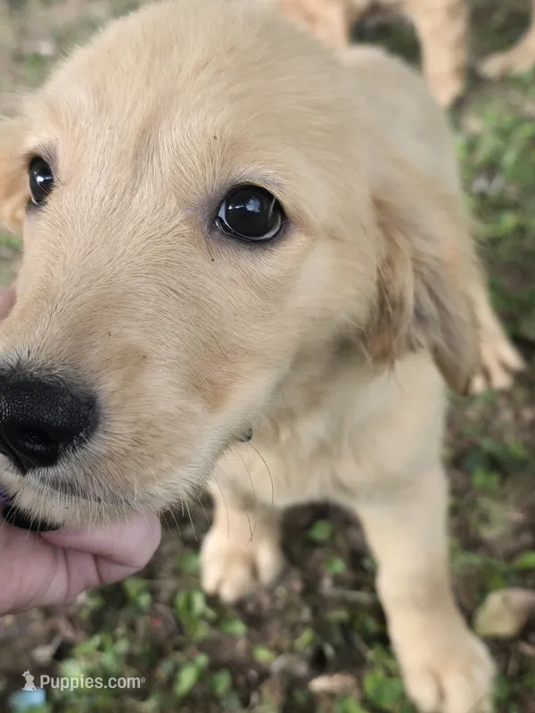 Mavis  – Golden Retriever puppy for sale in Vincennes, IN