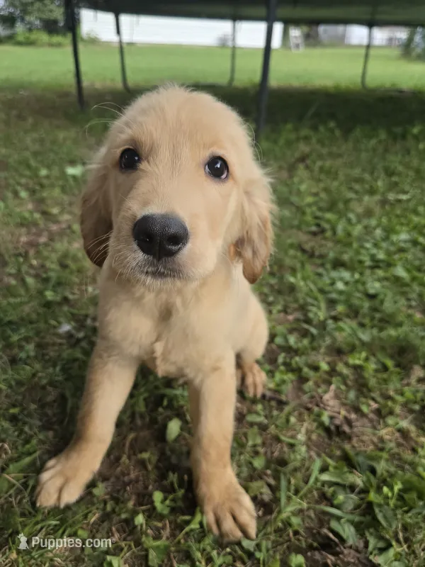 Whiskey  – Golden Retriever puppy for sale in Vincennes, IN