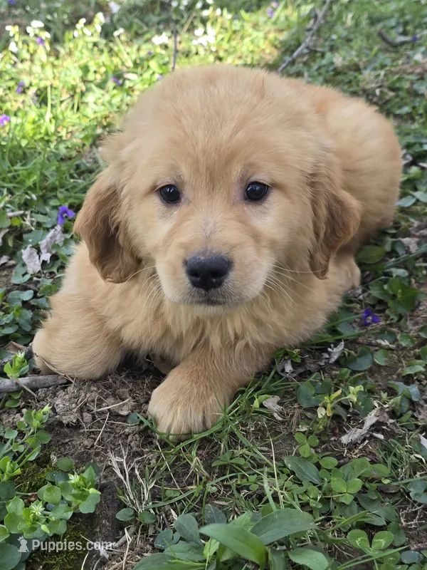 Purple – Golden Retriever puppy for sale in Vincennes, IN