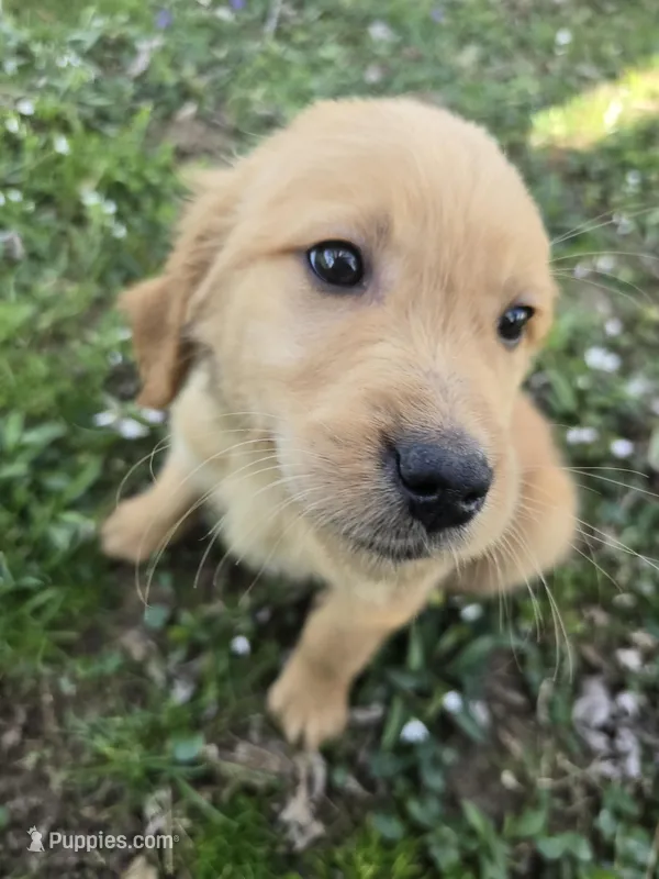 Yellow – Golden Retriever puppy for sale in Vincennes, IN