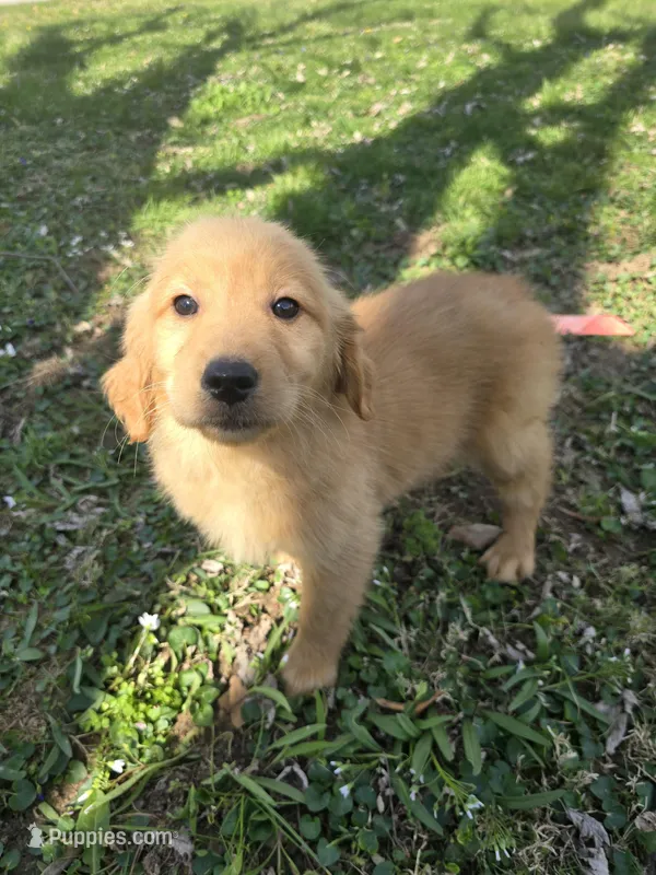 Opal – Golden Retriever puppy for sale in Vincennes, IN