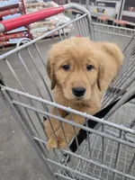 Murphy , a male Golden Retriever for sale in Vincennes, IN – 1 of 1