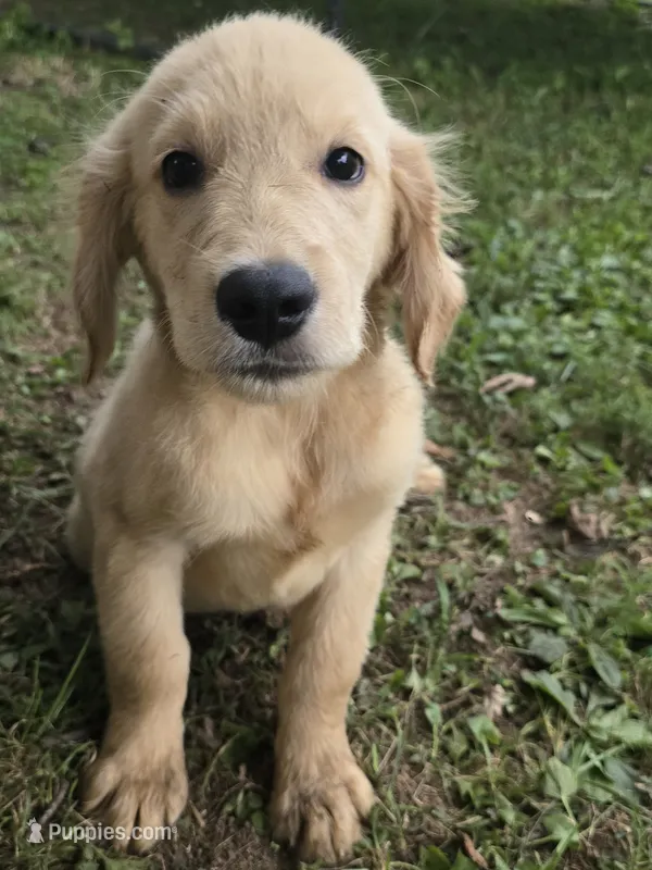Pickles  – Golden Retriever puppy for sale in Vincennes, IN