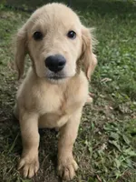 Pickles , a male Golden Retriever for sale in Vincennes, IN – 1 of 1
