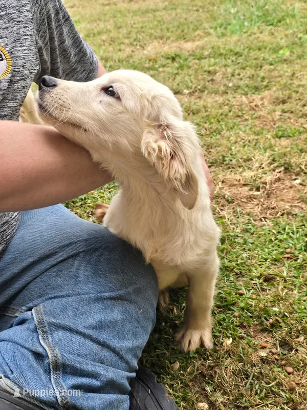Whiskey  – Golden Retriever puppy for sale in Vincennes, IN
