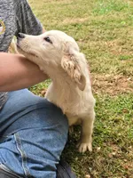 Whiskey , a male Golden Retriever for sale in Vincennes, IN – 1 of 1