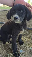 Pink, a female Newfoundland and Golden Retriever for sale in Vincennes, IN – 1 of 1