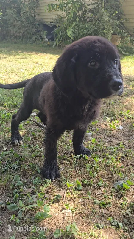 Blue – Newfoundland, Golden Retriever puppy for sale in Vincennes, IN