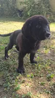 Blue, a male Newfoundland and Golden Retriever for sale in Vincennes, IN – 1 of 1