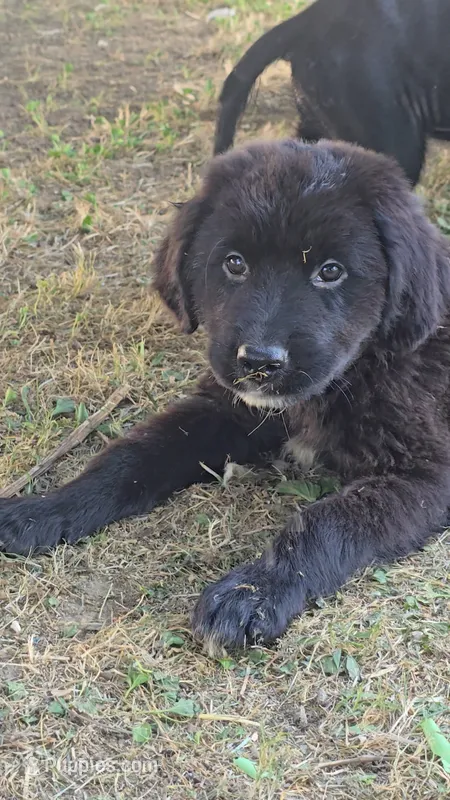 Teal – Newfoundland, Golden Retriever puppy for sale in Vincennes, IN