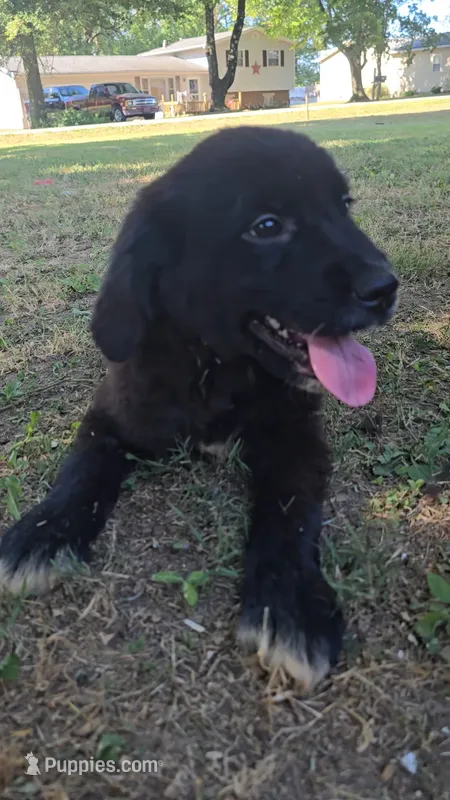 Purple – Newfoundland, Golden Retriever puppy for sale in Vincennes, IN