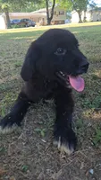 Purple, a female Newfoundland and Golden Retriever for sale in Vincennes, IN – 1 of 1