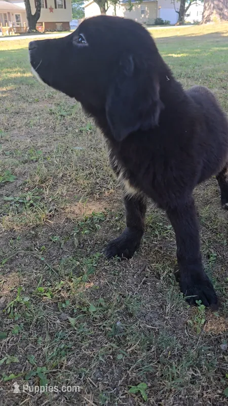 Lavender  – Newfoundland, Golden Retriever puppy for sale in Vincennes, IN