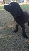 Lavender , a female Newfoundland and Golden Retriever for sale in Vincennes, IN – 1 of 1