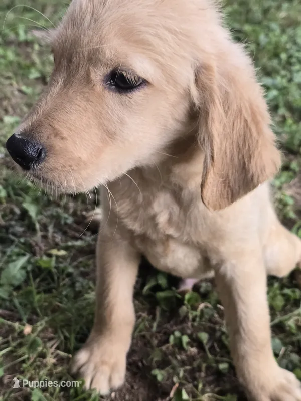 George  – Golden Retriever puppy for sale in Vincennes, IN